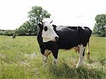 black and white cow on  pasture