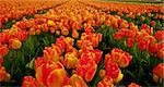 Dutch Tulips in the Field Ready for Harvest