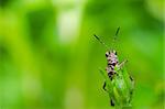 grasshopper macro in green nature or in the garden