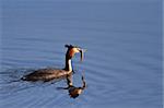 Great crested grebe (podiceps cristatus) with a fish