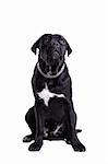 Cane Corso purebred dog portrait, isolated on white background