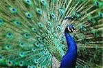 peacock with nice feathers as nice natural background