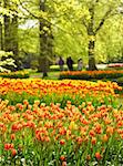 Colorful yellow and red tulips in park in spring