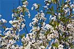 White cherry flowers on blue sky background