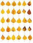 Yellow birch leaves collection isolated on white background