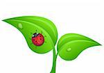 ladybug on a plant vector illustration