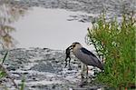 black crowned night heron with a frog