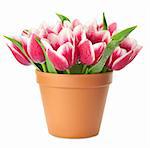 Flower Pot with pink Tulips / water drops / isolated on white background
