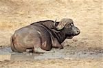 African or Cape buffalo bull (Syncerus caffer) taking a mud bath, South Africa