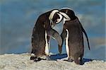 Pair of African penguins (Spheniscus demersus), Western Cape, South Africa
