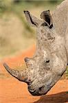 Portrait of a White (square-lipped) rhinoceros (Ceratotherium simum), South Africa