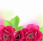 Beautiful  Rose Flowers  Background with copy space for text