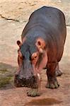 The hippopotamus is semi-aquatic, inhabiting rivers and lakes where territorial bulls preside over a stretch of river and groups of 5 to 30 females and young.