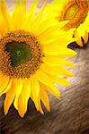 Sunflowers on wooden background