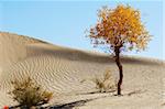 Landscape of desert with golden trees in the autumn