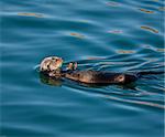 Sea Otter eating a crab in Morro Bay