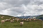 a flock of sheep in a mountain valley. Location: Parang Mountains, Romania