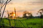 Spider web in the rays of the rising sun