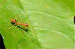 beautiful red ant (Oecophilla smaragdina fabricius) protecting green leaf