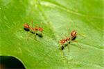 beautiful red ants (Oecophilla smaragdina fabricius) protecting green leaf