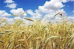 yellow spikes on wheat  field