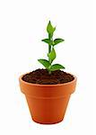 Young plant in clay pot isolated on white background.