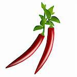 red hot chili pepper on white background