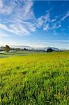 Pasture on the Background of Snow-capped Alps, Switzerland