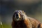 Yellow-bellied marmot eraly spring in Yellowstone national park