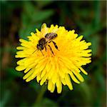 Bee collecting pollen on yellow dandelion