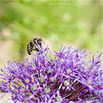 Bee collecting pollen on purple flower