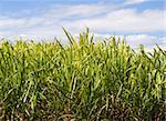 Australian agriculture Sugar cane plantation closeup with blue sky