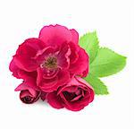 Beautiful  Rose Flowers with leaves isolated on white