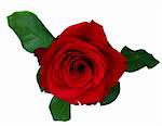 one red rose  isolated on white background
