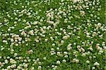 White clover flowers flowering on the lawn