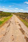 Asphalt Road between Green Fields in Belgium, Spring