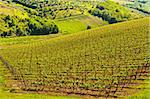 Natural Background of Vineyard in the Chianti Region