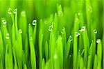 Fresh green wheat grass with drops dew / macro background