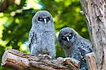 Young Great Grey Owl sitting on a tree