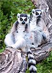 Ring-tailed lemurs sitting in a tree watching neighborhood