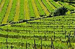 Natural Background of Vineyard in the Chianti Region