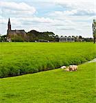 Sheep Grazing Outskirts of Dutch Town