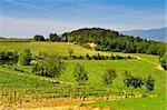 Hill of Tuscany with Vineyard in the Chianti Region