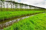 Poplars on the Protective Dam in the Netherlands