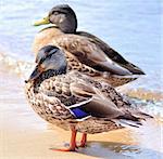 wild ducks by the lake