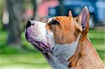 Staffordshire terrier head profile, outdoors portrait on back yard