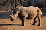 White (square-lipped) rhinoceros (Ceratotherium simum), Mkuze game reserve, South Africa