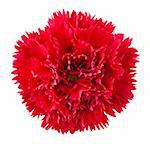 Red carnation flower head isolated on white