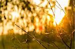 Spider web on a branch in the rising sun