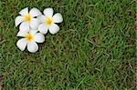 plumeria flower on the ground in the evening, Thailand.